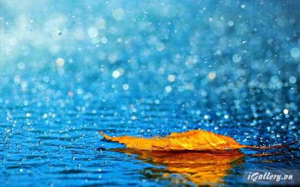 Rain Wallpapers