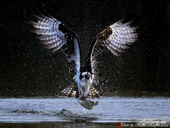 Nhiếp Ảnh, hội hoạ 3734