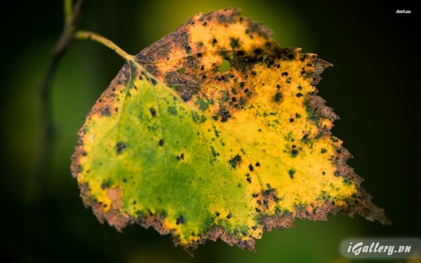 Nhiếp Ảnh, hội hoạ 9