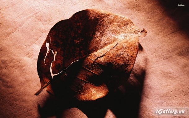 Nhiếp Ảnh, hội hoạ 178