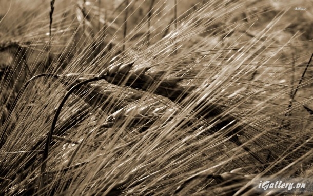 Nhiếp Ảnh, hội hoạ 213