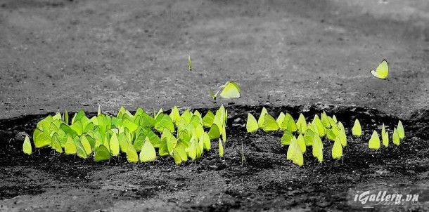 Nhiếp Ảnh, hội hoạ 3728