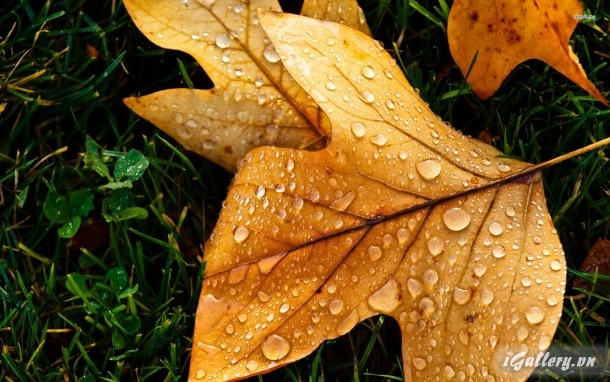 Nhiếp Ảnh, hội hoạ 268