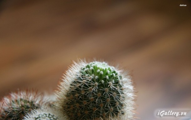 Nhiếp Ảnh, hội hoạ 7