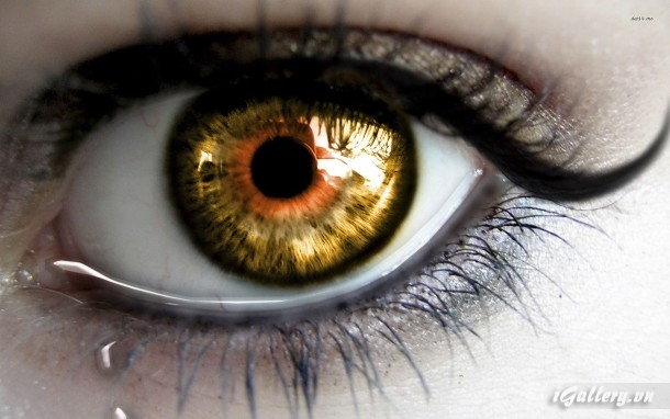 Nhiếp Ảnh, hội hoạ 15